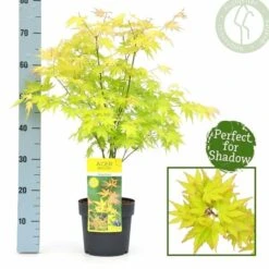 Acer Palmatum Orange Dream - Totale Hoogte 60-80 Cm - Pot 3 Ltr -Planten Winkel 1991739399