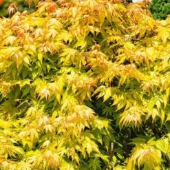 Acer Palmatum Orange Dream - Totale Hoogte 60-80 Cm - Pot 3 Ltr -Planten Winkel 1991739405