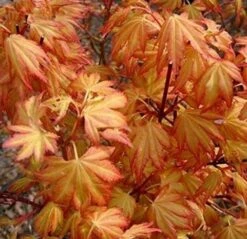 Acer Palmatum Orange Dream - Totale Hoogte 60-80 Cm - Pot 3 Ltr -Planten Winkel 1991739408