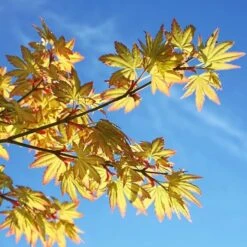 Acer Palmatum Orange Dream - Totale Hoogte 60-80 Cm - Pot 3 Ltr -Planten Winkel 1991739411