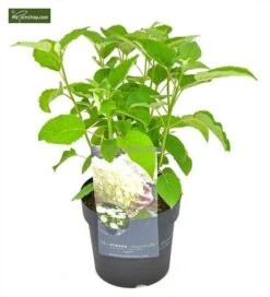 Hydrangea Arborescens Strong Annabelle - Pot 3 Ltr -Planten Winkel 1991739537