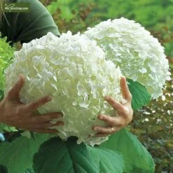 Hydrangea Arborescens Strong Annabelle - Pot 3 Ltr -Planten Winkel 1991739543
