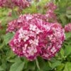Hydrangea Arborescens Ruby Annabelle - Pot 3 Ltr -Planten Winkel 1991739669