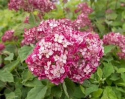Hydrangea Arborescens Ruby Annabelle - Pot 3 Ltr