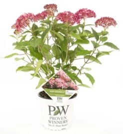 Hydrangea Arborescens Ruby Annabelle - Pot 3 Ltr -Planten Winkel 1991739672