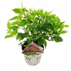 Hydrangea Arborescens Ruby Annabelle - Pot 3 Ltr -Planten Winkel 1991739675