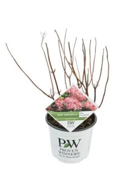Hydrangea Arborescens Ruby Annabelle - Pot 3 Ltr -Planten Winkel 1991739678