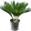 Cycas Revoluta - Totale Hoogte 50-60 Cm - Pot Ø 14 Cm -Planten Winkel 1991739909