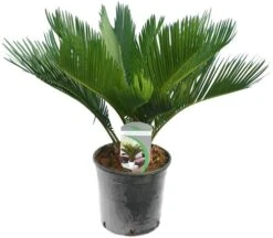 Cycas Revoluta - Totale Hoogte 50-60 Cm - Pot Ø 14 Cm