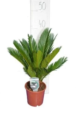 Cycas Revoluta - Totale Hoogte 50-60 Cm - Pot Ø 14 Cm -Planten Winkel 1991739912