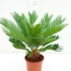 Cycas Revoluta - Totale Hoogte 70-90 Cm - Pot Ø 19 Cm -Planten Winkel 1991740173