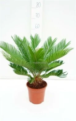 Cycas Revoluta - Totale Hoogte 70-90 Cm - Pot Ø 19 Cm