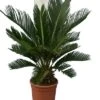 Cycas Revoluta - Stam 8+ Cm - Totale Hoogte 50-70 Cm - Pot Ø 20 Cm -Planten Winkel 1991742231