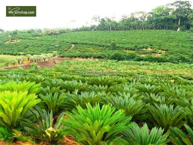 Cycas Revoluta - Stam 8+ Cm - Totale Hoogte 50-70 Cm - Pot Ø 20 Cm 4 Cycas Revoluta - Stam 8+ Cm - Totale Hoogte 50-70 Cm - Pot Ø 20 Cm - Afbeelding 2