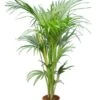 Howea Forsteriana - Totaal Hoogte 160-180 Cm - Pot Ø 24 Cm -Planten Winkel 1991742291