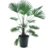 Trachycarpus Wagnerianus Frosty - Totale Hoogte 90-110 Cm - Pot Ø 32 Cm 1 Trachycarpus Wagnerianus Frosty - Totale Hoogte 90-110 Cm - Pot Ø 32 Cm -Planten Winkel 1991875761