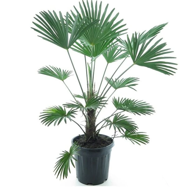 Trachycarpus Wagnerianus Frosty - Totale Hoogte 90-110 Cm - Pot Ø 32 Cm 3 Trachycarpus Wagnerianus Frosty - Totale Hoogte 90-110 Cm - Pot Ø 32 Cm
