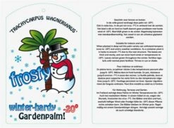 Trachycarpus Wagnerianus Frosty - Totale Hoogte 90-110 Cm - Pot Ø 32 Cm 9 Trachycarpus Wagnerianus Frosty - Totale Hoogte 90-110 Cm - Pot Ø 32 Cm -Planten Winkel 1991875764