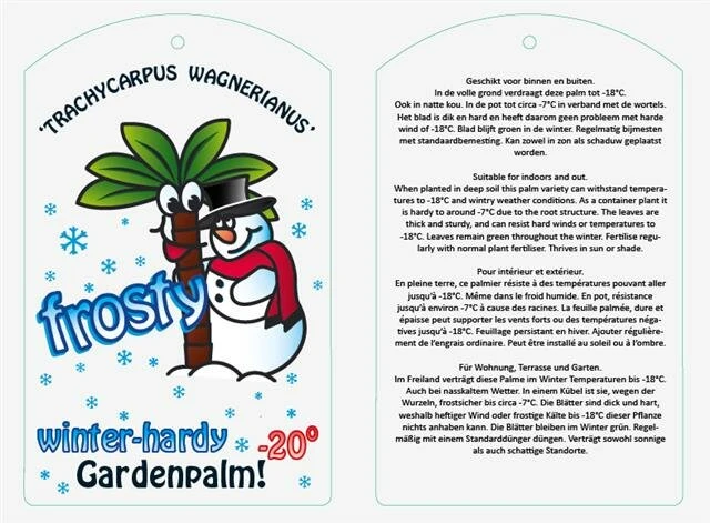 Trachycarpus Wagnerianus Frosty - Totale Hoogte 90-110 Cm - Pot Ø 32 Cm 4 Trachycarpus Wagnerianus Frosty - Totale Hoogte 90-110 Cm - Pot Ø 32 Cm - Afbeelding 2