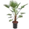 Trachycarpus Wagnerianus Frosty - Stam 40-50 Cm - Totale Hoogte 160-180 Cm - Pot Ø 32 Cm [pallet] -Planten Winkel 1991876013