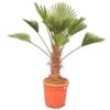 Trachycarpus Wagnerianus - Stam 50-60 Cm - Totale Hoogte 150-170 Cm [pallet] -Planten Winkel 1991876181