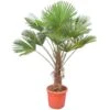 Trachycarpus Wagnerianus - Stam 60-70 Cm - Totale Hoogte 160-180 Cm [pallet] -Planten Winkel 1991876394