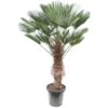 Trachycarpus Wagnerianus - Stam 80-90 Cm - Totale Hoogte 180-200 Cm [pallet] -Planten Winkel 1991876547