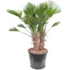 Trachycarpus Wagnerianus Multitrunk - Pot Ø 55 Cm / 70 Ltr [pallet] -Planten Winkel 1991876634