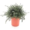 Westringia Fruticosa - Pot Ø 26 Cm -Planten Winkel 1992049329