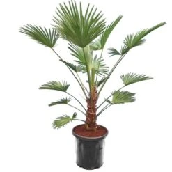 Trachycarpus Wagnerianus Frosty - Stam 30-40 Cm - Totale Hoogte 120-140 Cm - Pot Ø 32 Cm