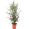 Melaleuca Alternifolia - Pot Ø 27 Cm -Planten Winkel 1992388467