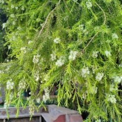 Melaleuca Alternifolia - Pot Ø 27 Cm -Planten Winkel 1992388470