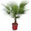 Washingtonia Robusta - Stam 20-30 Cm - Totale Hoogte 150-180 Cm - Pot Ø 32 Cm [pallet] -Planten Winkel 1992403752