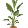 Strelitzia Nicolai - Totale Hoogte 160-180 Cm - Pot Ø 36 Cm - 2 Planten Per Pot [pallet] -Planten Winkel 1992624444