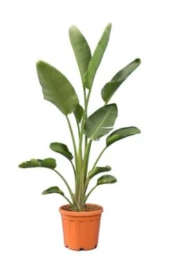 Strelitzia Nicolai - Totale Hoogte 160-180 Cm - Pot Ø 36 Cm - 2 Planten Per Pot [pallet]