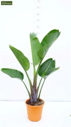 Strelitzia Nicolai - Totale Hoogte 160-180 Cm - Pot Ø 36 Cm - 2 Planten Per Pot [pallet] -Planten Winkel 1992624450