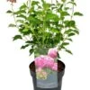 Hydrangea Arborescens Pink Annabelle 3 Ltr -Planten Winkel 1992647196