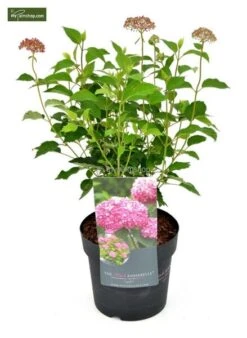 Hydrangea Arborescens Pink Annabelle 3 Ltr