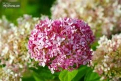 Hydrangea Arborescens Pink Annabelle 3 Ltr -Planten Winkel 1992647199