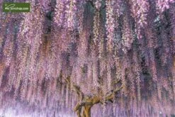 Wisteria Sinensis Totale Hoogte 160+ Cm - 3 Ltr Pot -Planten Winkel 1992649305