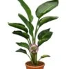 Strelitzia Nicolai - Totale Hoogte 80-100 Cm - Pot Ø 24 Cm - 2 Planten Per Pot -Planten Winkel 1992657102