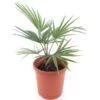 Trachycarpus Sp. Kumaon X Princeps - Pot Ø 23 Cm -Planten Winkel 1993110951