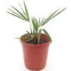 Trachycarpus Fortunei X Nanus - Pot Ø 23 Cm -Planten Winkel 1993112049