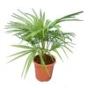 Trachycarpus Wagnerianus X Nanus - Totale Hoogte 50-70 Cm - Pot Ø 23 Cm
