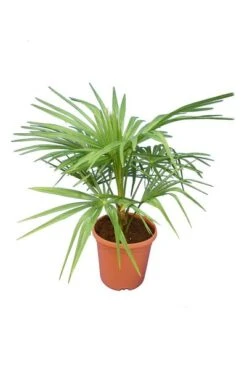 Trachycarpus Wagnerianus X Nanus - Totale Hoogte 50-70 Cm - Pot Ø 23 Cm