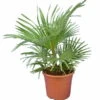 Trachycarpus Princeps X Wagnerianus - Totale Hoogte 80-100 Cm - Pot Ø 23 Cm -Planten Winkel 1993113114