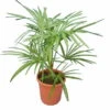 Trachycarpus Princeps New Form - Totale Hoogte 70-90 Cm - Pot Ø 26 Cm -Planten Winkel 1993115097