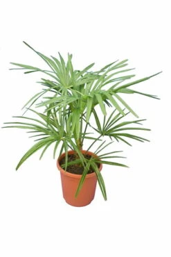 Trachycarpus Princeps New Form - Totale Hoogte 70-90 Cm - Pot Ø 26 Cm