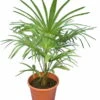 Trachycarpus Princeps New Form - Totale Hoogte 100-120 Cm - Pot Ø 26 Cm -Planten Winkel 1993115568