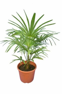 Trachycarpus Princeps New Form - Totale Hoogte 100-120 Cm - Pot Ø 26 Cm